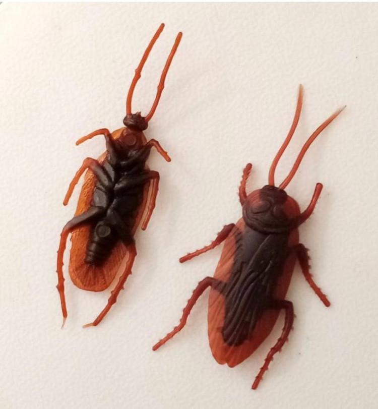 سوسک پلاستیکی